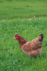 Chicken looking for food in tall grass in a public park during summer