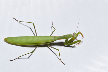 Ordinary  mantis (lat. Mantis religiosa) is waiting for prey to appear close for a throw.