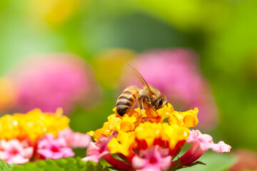 ランタナとミツバチ