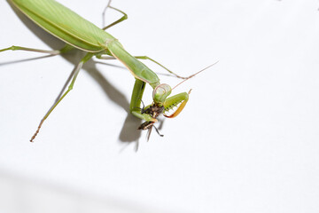 Ordinary mantis (lat. Mantis religiosa) eats a fly.