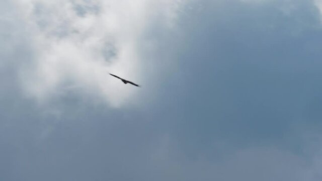 White tailed Eagles, Haliaeetus albicilla, flying in the air on summer day, Europe
