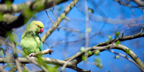 Green parakeet close up on a tree branch
