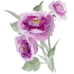 Pink, purple flower. Watercolor illustration.