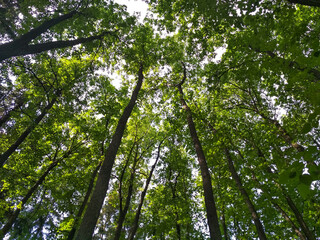Fototapeta premium green leaves in the forest