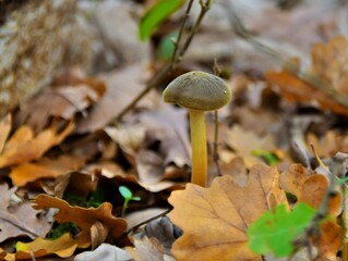 mushroom in autumn