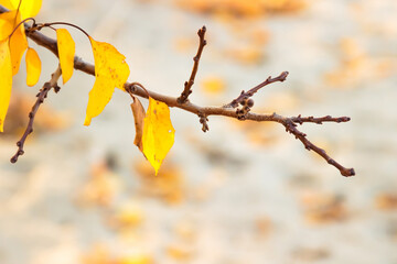 Plant leaves in autumn season in nature environment. Fall season. - 477862729