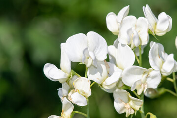 Sweet pea (lathyrus odoratus) flowers in bloom
