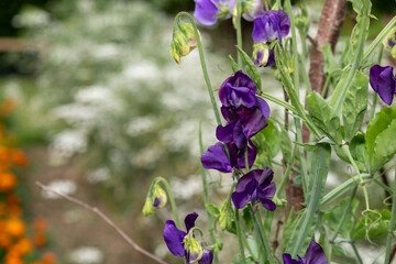 Sweet pea (lathyrus odoratus) flowers in bloom