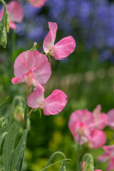 Fototapeta na wymiar Sweet pea (lathyrus odoratus) flowers in bloom