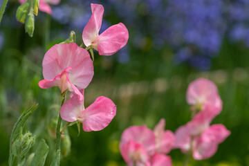 Obraz premium Sweet pea (lathyrus odoratus) flowers in bloom