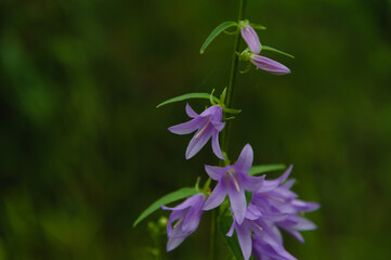Bell flower on a green background in its natural habitat.