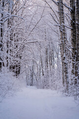 A path covered with snow in a winter forest