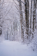 Naklejka premium A path covered with snow in a winter forest