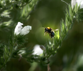 bee on a flower