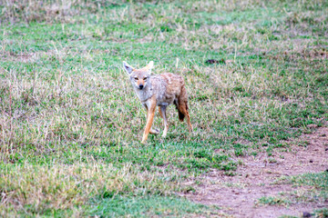 wild tanzanian animals in ngorongoro africa