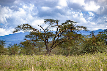 Obraz premium wild tanzanian animals in ngorongoro africa