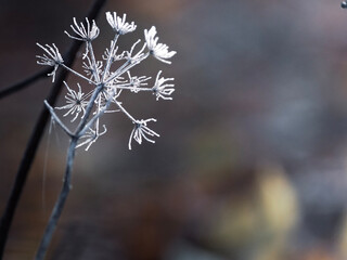 frost on a dry flower