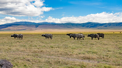Fototapeta na wymiar wild tanzanian animals in ngorongoro africa