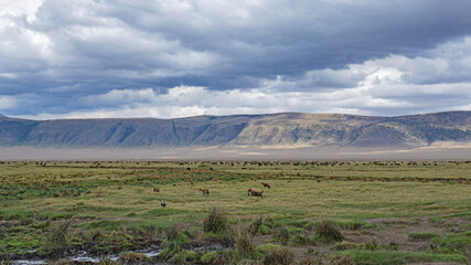 wild tanzanian animals in ngorongoro africa