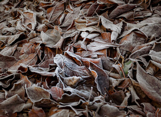 leaves on the ground
