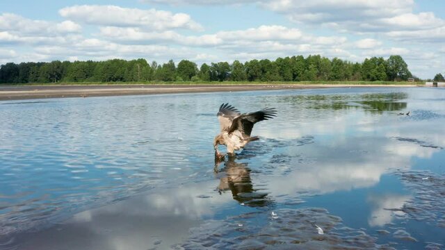 Pallas's fish eagle, Haliaeetus leucoryphus, catches and eat a fish, Europe, Belarus