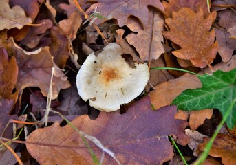 mushrooms in the forest