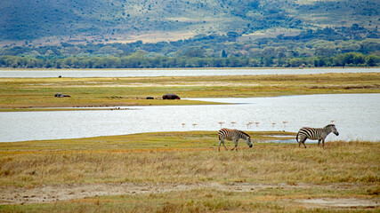 wildlife and animals in tanzania safari ngorongoro