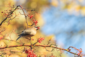 Cedar Waxwing