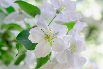 Spring flowers on an apple tree.