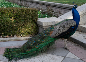 Obraz premium Pavo Real