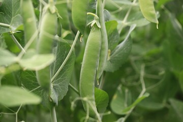 Pods of ripening green peas close-up