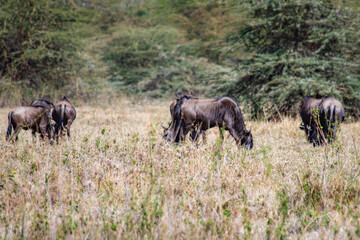 wildlife and animals in tanzania safari ngorongoro