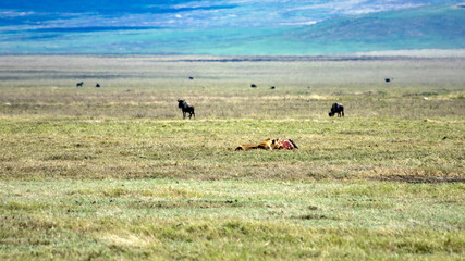 wildlife and animals in tanzania safari ngorongoro