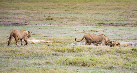 Obraz premium wildlife and animals in tanzania safari ngorongoro
