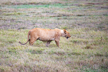 wildlife and animals in tanzania safari ngorongoro