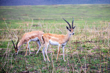 wildlife and animals in tanzania safari ngorongoro