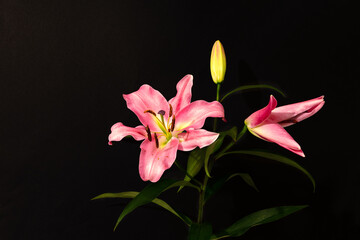 Still life, pink lilies on a black background
