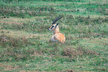 wildlife and animals in tanzania safari ngorongoro