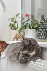 cat  relaxing on the warm radiator