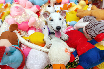 real dog is in a pile of dolls, concept of popular human gifts