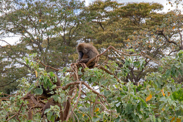 wildlife and animals in tanzania safari ngorongoro