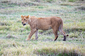 wildlife and animals in tanzania safari ngorongoro