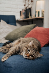 Cute cat lying on a sofa