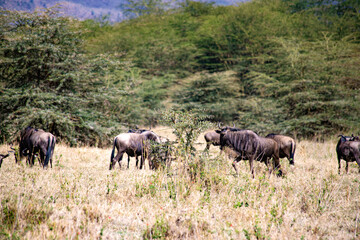 Naklejka na ściany i meble wild animals in ngorongoro crater tanzania