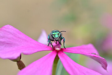 Abeja verde sobre flor vista de frente