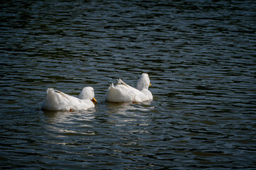 Heavy white pekin ducks