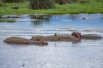 Fototapeta premium wild animals in ngorongoro crater tanzania