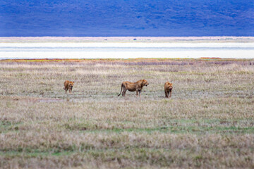 wild animals in ngorongoro crater tanzania