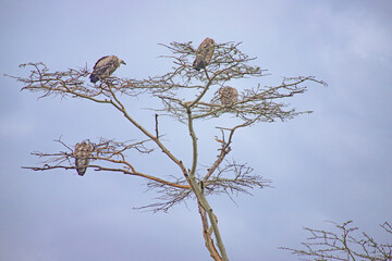 wild animals in ngorongoro crater tanzania