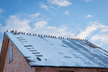 Doves on the roof made of metal. Winter snow.
